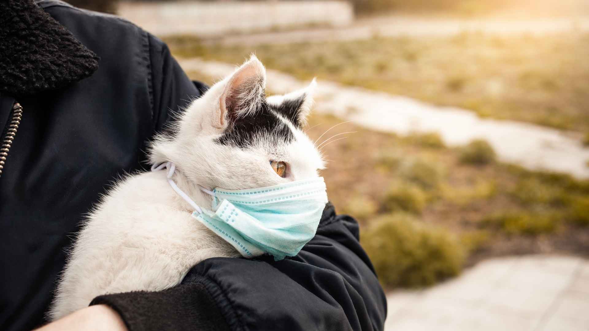 asma felino